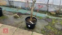 ACER PALMATUM 'BENI-TSUKASA' - 3