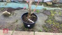 ACER PALMATUM 'BENI-TSUKASA' - 4