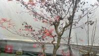ACER PALMATUM 'BENI-TSUKASA' - 6