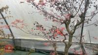 ACER PALMATUM 'BENI-TSUKASA' - 7