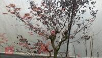 ACER PALMATUM 'BENI-TSUKASA' - 8