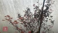 ACER PALMATUM 'BENI-TSUKASA' - 9