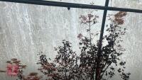 ACER PALMATUM 'BENI-TSUKASA' - 10