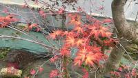 ACER PALMATUM 'BENI-TSUKASA' - 11