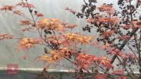ACER PALMATUM 'BENI-TSUKASA' - 12