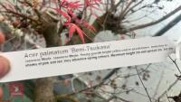 ACER PALMATUM 'BENI-TSUKASA' - 13