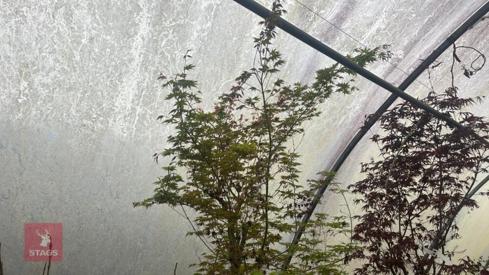 ACER PALMATUM