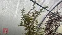 ACER PALMATUM