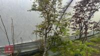 ACER PALMATUM - 2