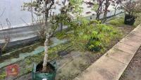 ACER PALMATUM - 3