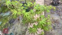 ACER PALMATUM - 4