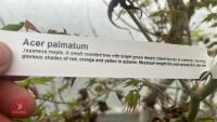 ACER PALMATUM - 5