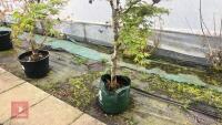 ACER PALMATUM - 6