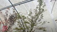 ACER PALMATUM - 7
