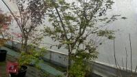 ACER PALMATUM - 8