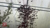 ACER PALMATUM ' NURESAGI'