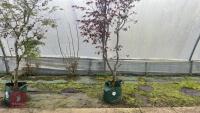 ACER PALMATUM ' NURESAGI' - 4