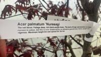ACER PALMATUM ' NURESAGI' - 6
