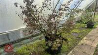 1 ACER PALMATUM 'OSAKAZUKI' TREE - 2
