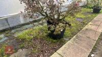 1 ACER PALMATUM 'OSAKAZUKI' TREE - 3