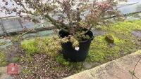 1 ACER PALMATUM 'OSAKAZUKI' TREE - 4