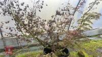 1 ACER PALMATUM 'OSAKAZUKI' TREE - 5
