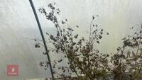 1 ACER PALMATUM 'OSAKAZUKI' TREE - 7