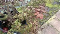 1 ACER PALMATUM 'OSAKAZUKI' TREE - 8