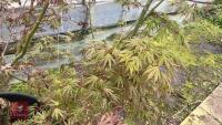 1 ACER PALMATUM 'OSAKAZUKI' TREE - 9
