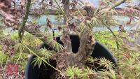 1 ACER PALMATUM 'OSAKAZUKI' TREE - 10