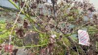 1 ACER PALMATUM 'OSAKAZUKI' TREE - 11