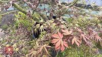 1 ACER PALMATUM 'OSAKAZUKI' TREE - 12