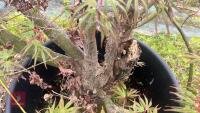 1 ACER PALMATUM 'OSAKAZUKI' TREE - 13