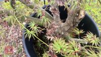 1 ACER PALMATUM 'OSAKAZUKI' TREE - 14