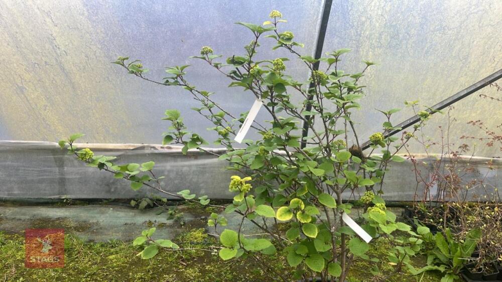 VIBURNUM X GRANDIFLORA
