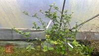 VIBURNUM X GRANDIFLORA