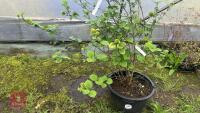 VIBURNUM X GRANDIFLORA - 2