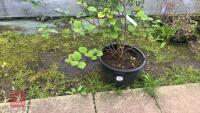 VIBURNUM X GRANDIFLORA - 3