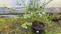 VIBURNUM X GRANDIFLORA - 4
