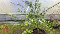 VIBURNUM X GRANDIFLORA - 5