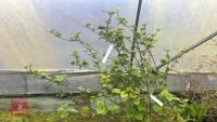 VIBURNUM X GRANDIFLORA - 6