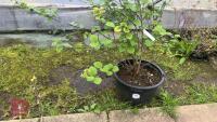 VIBURNUM X GRANDIFLORA - 7