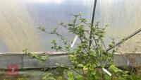 VIBURNUM X GRANDIFLORA - 9