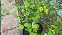 VIBURNUM X GRANDIFLORA - 11