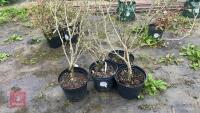 1 HIBISCUS SYRIACUS 'BLUE BIRD' - 3