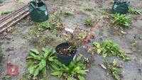LOROPETALUM CHINENSIS 'TANG DYNASTY' - 2