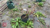 LOROPETALUM CHINENSIS 'TANG DYNASTY' - 3