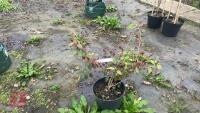 LOROPETALUM CHINENSIS 'TANG DYNASTY' - 5