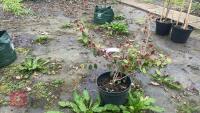 LOROPETALUM CHINENSIS 'TANG DYNASTY' - 6