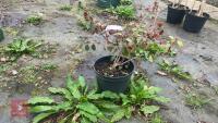 LOROPETALUM CHINENSIS 'TANG DYNASTY' - 7